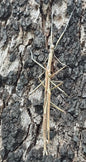 Tessellated stick insect - Anchiale austrotessulata