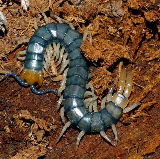 Westwood’s Green Centipede - Cormocephalus westwoodi